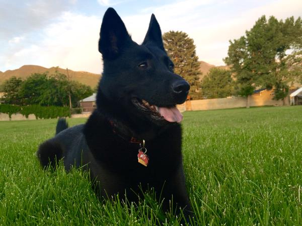 /Images/uploads/Humane Society of Utah/HSU2018/entries/4117thumb.jpg